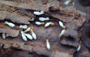 termite-damage-2